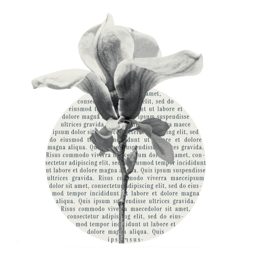 collage magnolia sobre texto - iconografía de marca